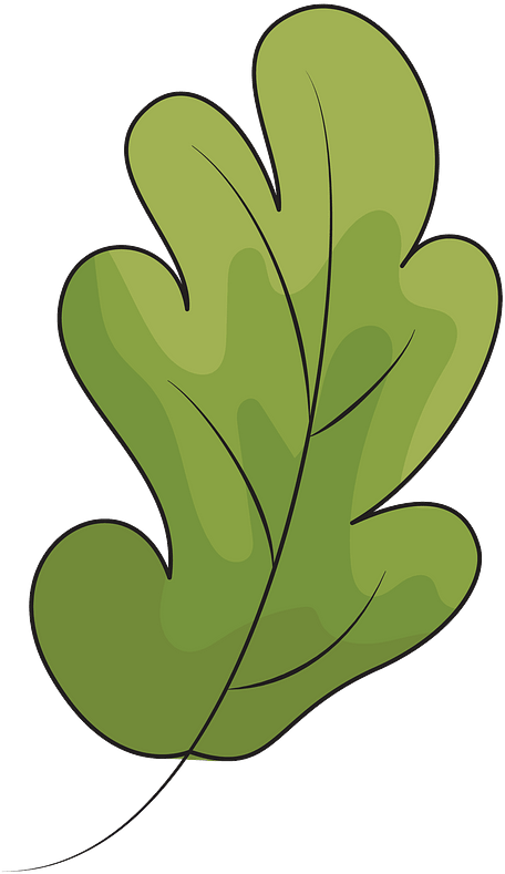 Oak Leaf Clipart - Leaf Clipart - Png Download (490x800), Png Download