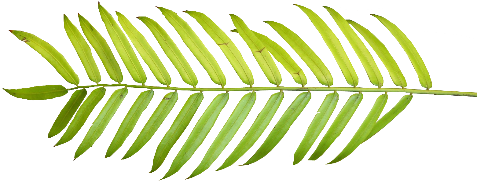 Palm Tree 01 Clipart - Palm Tree Leaf Png Transparent Png (1566x624), Png Download