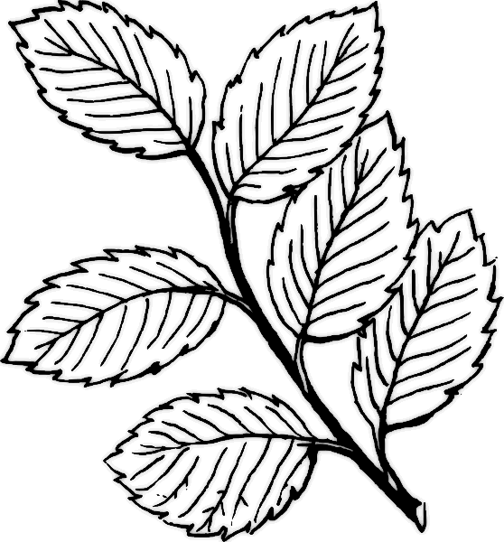 Leaves Clipart Black And White - Png Download (558x600), Png Download