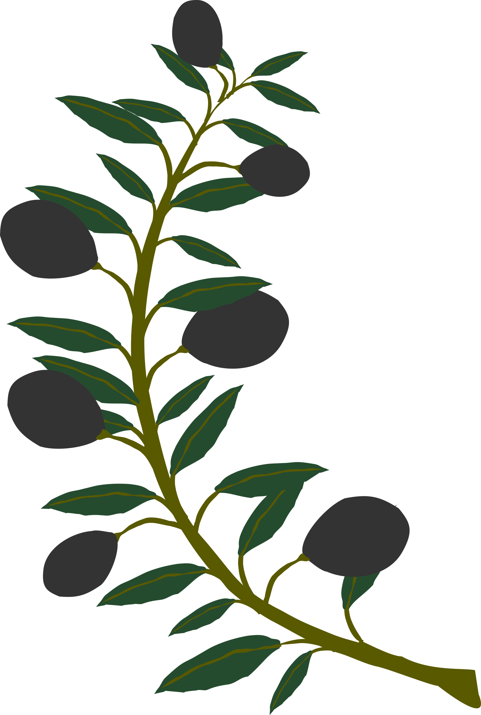 Clipart Olive Branch Black Olive - Clip Art Olive Tree Branches - Png Download (1613x2400), Png Download