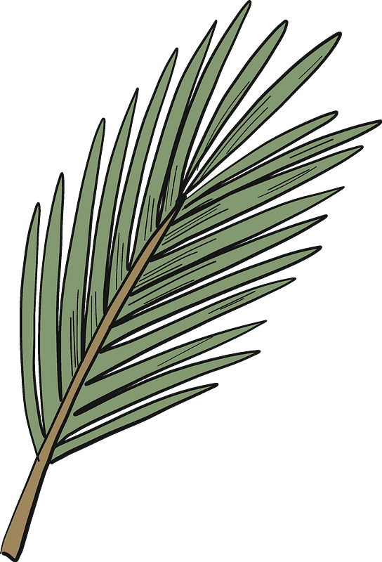 Evergreen Tree Branch Clipart - Pond Pine - Png Download (544x800), Png Download