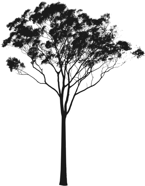 Pin Tree Silhouette Clip Art - Eucalyptus Tree Silhouette - Png Download (596x766), Png Download