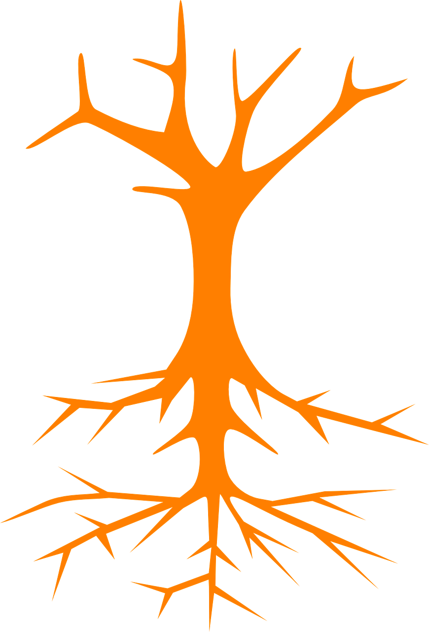 Tree Roots Stem Branches Naked Png Image - Roots Clip Art Png Transparent Png (870x1280), Png Download