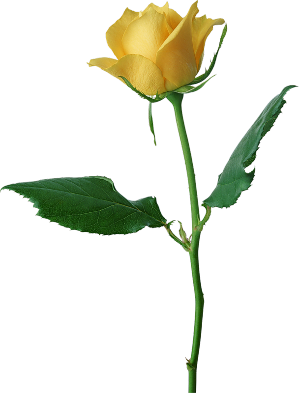 Valentine Rose [all Transparent Ones/ - Yellow Rose Flower Png Clipart (608x800), Png Download