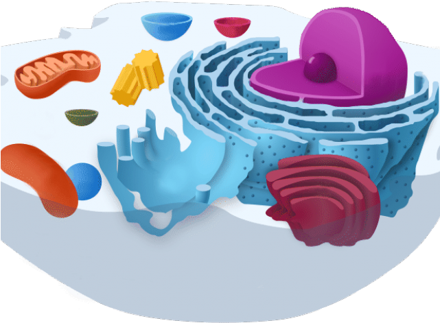 Aerobics Clipart Biology - Endoplasmic Reticulum Definition For Kids - Png Download (640x480), Png Download