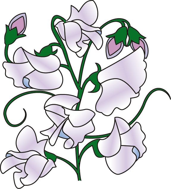 Clipart Info - Sweet Pea Clipart - Png Download (575x633), Png Download