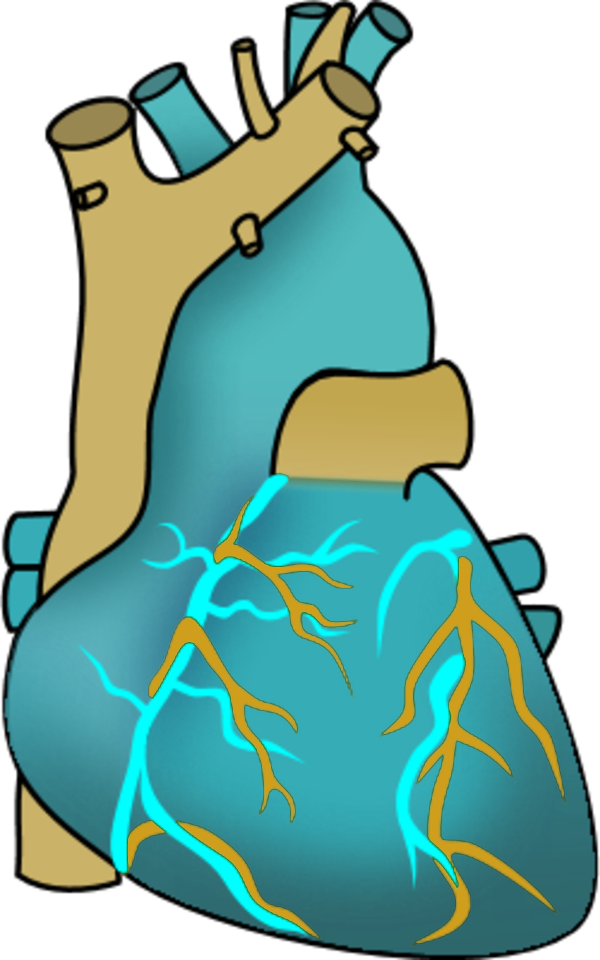 Vector Clip Art - Clip Art Heart Organ - Png Download (600x960), Png Download