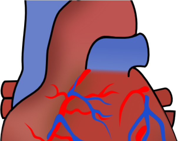 Clip Art Heart Organ - Png Download (640x480), Png Download