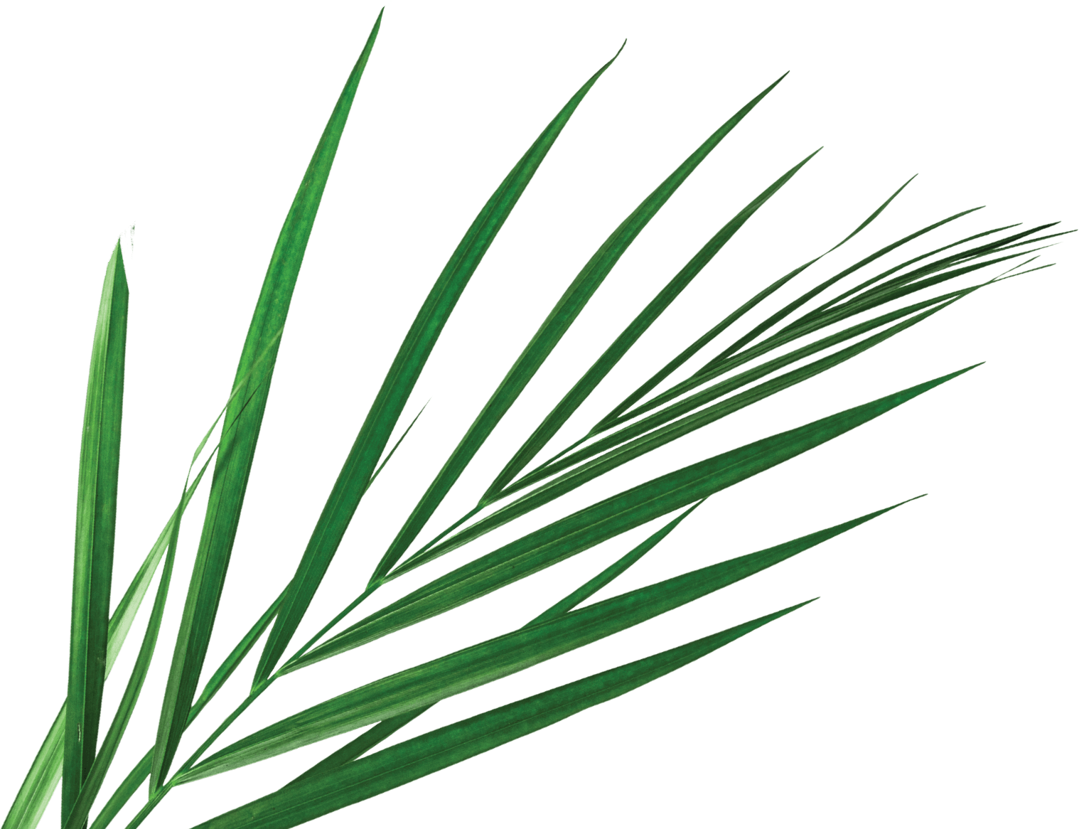 Aveda - Saw Palmetto Clipart (1518x1166), Png Download