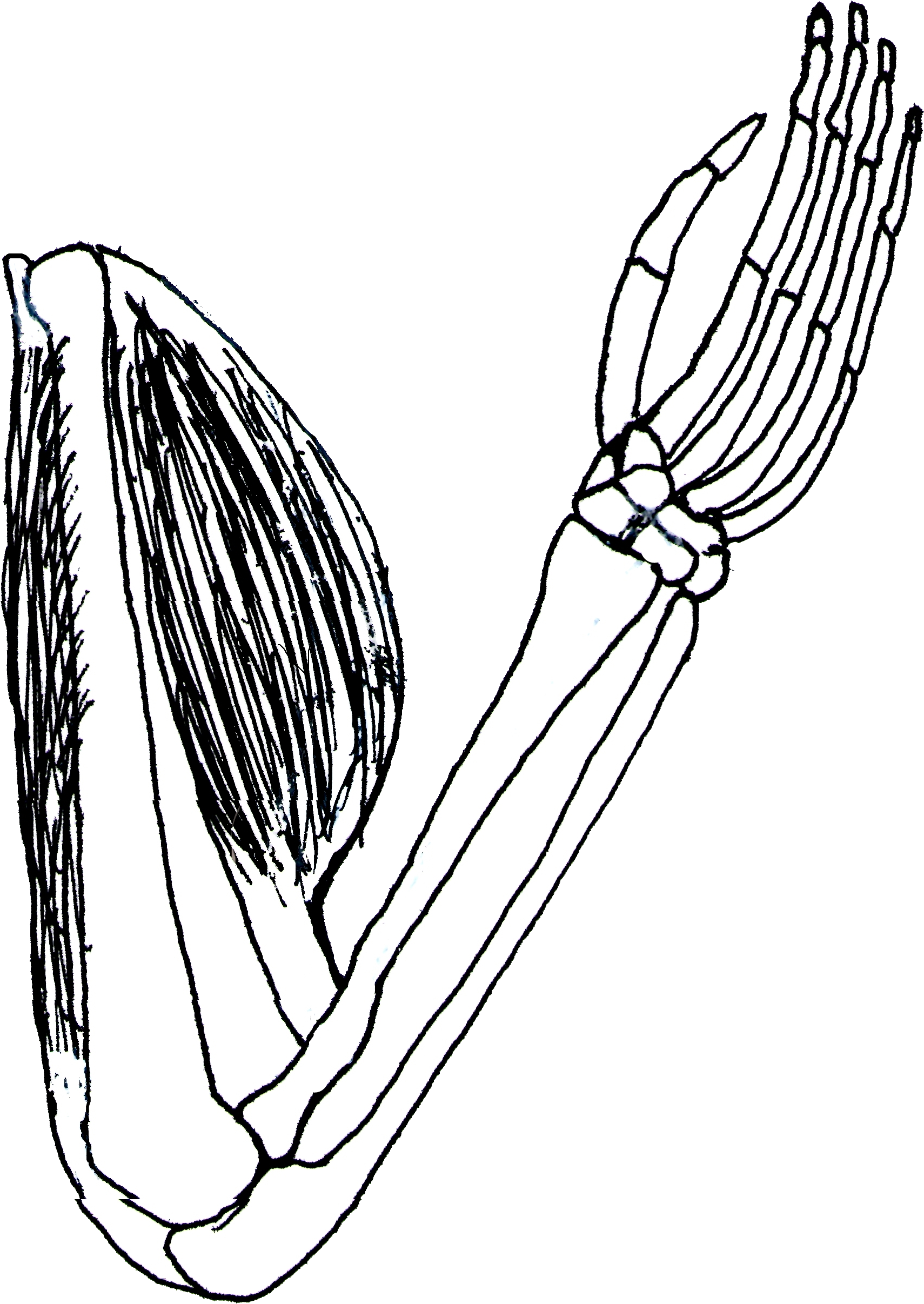 Vector Clip Art Online, Royalty Free Public Domain - Biceps And Triceps Clipart - Png Download (1880x2653), Png Download