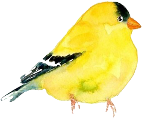 Goldfinch Clipart Watercolor - Png Download (999x789), Png Download