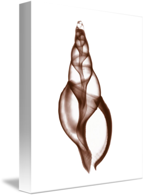 Drawing Shell Still Life Banner Download - Gallery-wrapped Canvas Art Print 11 X 11 Entitled Shell Clipart (480x650), Png Download