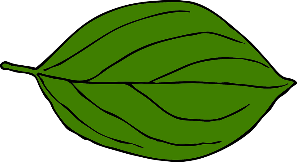 Nerves Clipart Biological - Apple Tree Leaf Clipart - Png Download (960x523), Png Download