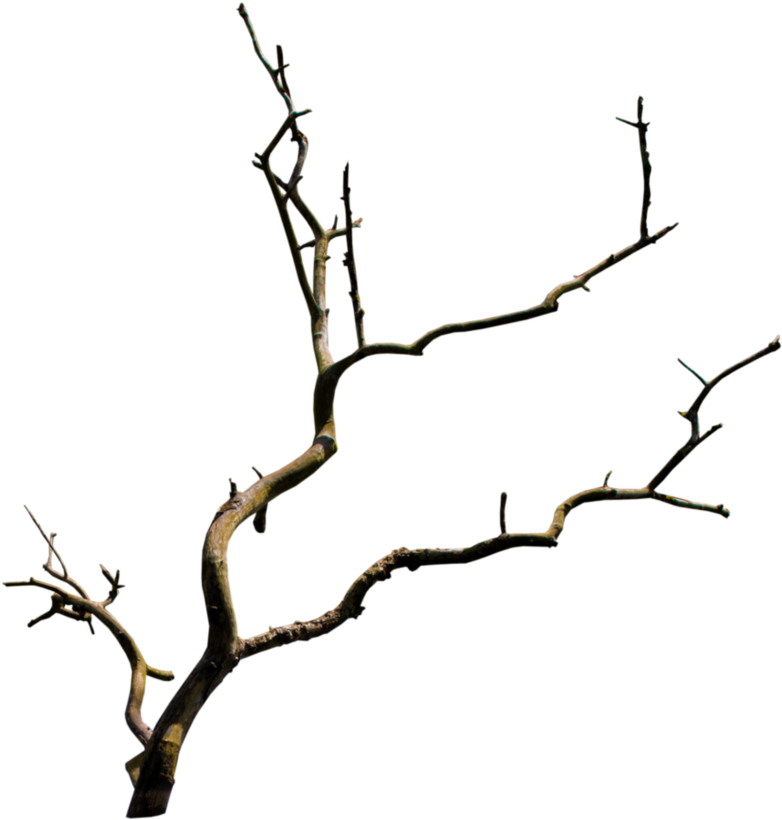 Tree Branches - Arboles Minimalistas Png Clipart (934x856), Png Download