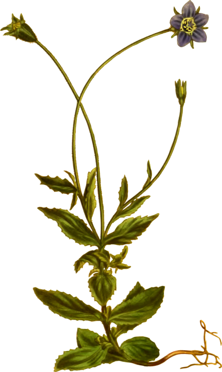 All Photo Png Clipart - Herbaceous Plant Transparent Png (449x750), Png Download