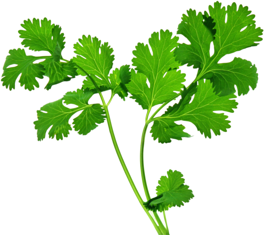 Clip Art Free Library Coriander Pad Thai Chutney Herb - Celery Health Benefits - Png Download (952x839), Png Download