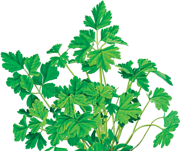Parsley Herbal Supplement - Alvita - Herbal Parsley Tea Organic - 24 Tea Bags Clipart (600x560), Png Download