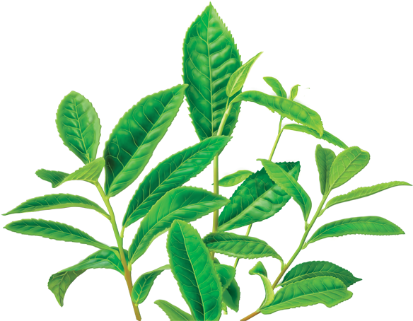Clipart Leaves Green Tea Leaf - Alvita - Organic Green Tea Decaf - 24 Tea Bags - Png Download (600x560), Png Download