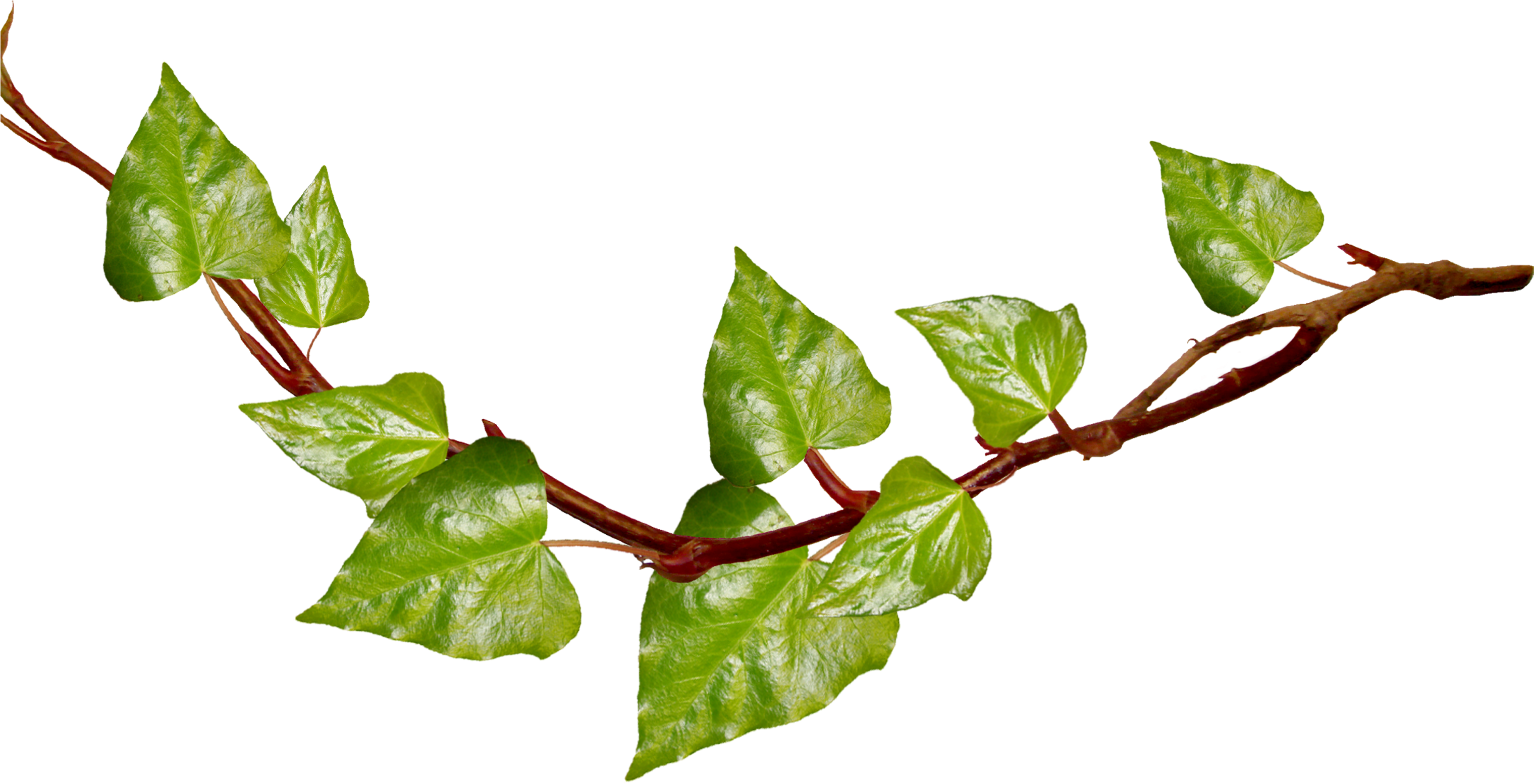 Download Vine Cliparts Transparent Leaf Vine Transparent Background download-vine-cliparts-transparent-leaf-vine-transparent-background