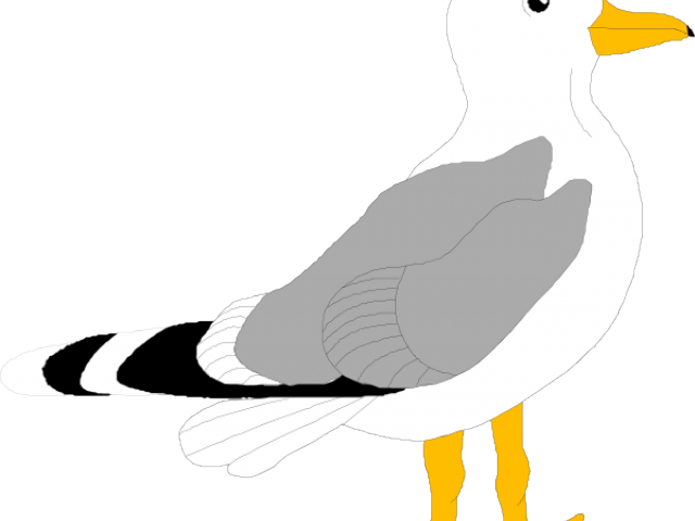 Seagull Clipart Small - Bird Clip Art - Png Download (640x480), Png Download
