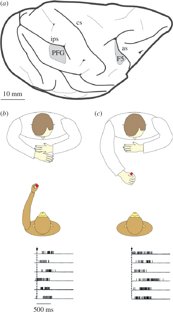 Example Of A Mn Responding During And - Cartoon Clipart (676x1225), Png Download