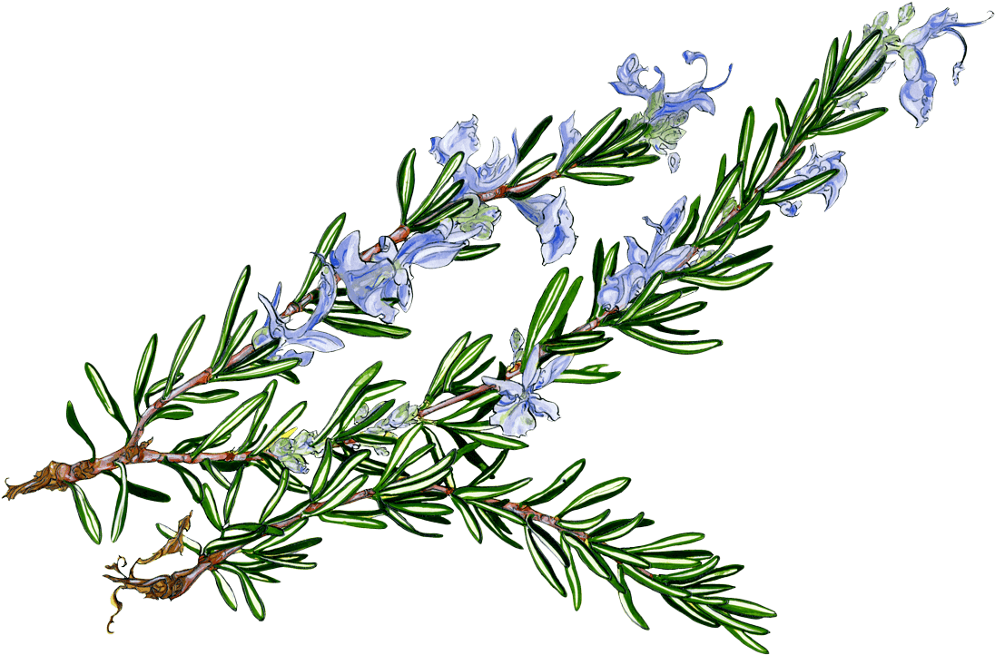 Julia Turshen's Now & Again - Rosemary Clipart (1097x749), Png Download