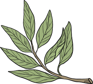 Laurel Clipart - Png Download (300x271), Png Download