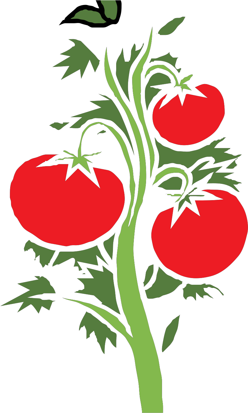 Simple Tomato Plant Clipart - Png Download (1600x1600), Png Download
