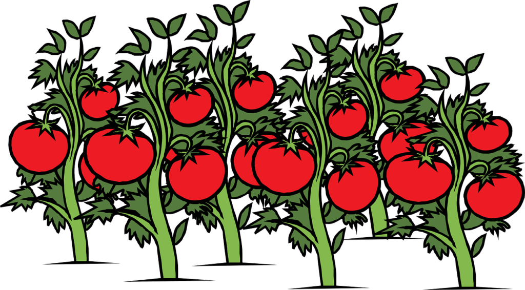 Flowers Clipart Background Clipart - Tomatoes Plant Clipart - Png Download (900x498), Png Download