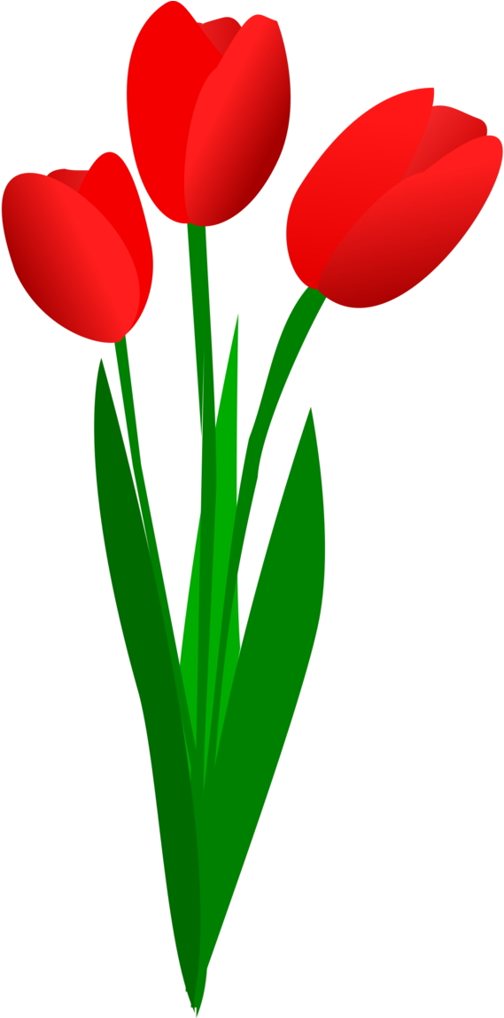 Flower Clipart Tulip - Tulip Clipart - Png Download (418x800), Png Download