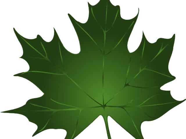 Transparent Fall Leaves And Pumpkins Border Png - Green Maple Leaf Clip Art (640x480), Png Download