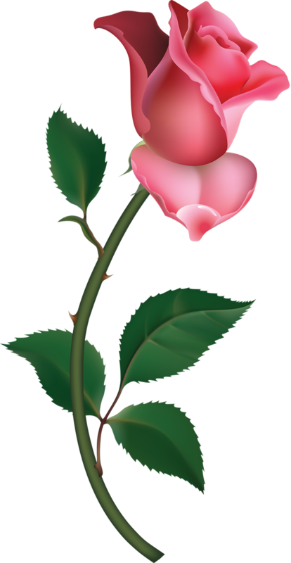 Pink Rose Clipart Png - Rose Bud Transparent Png (414x800), Png Download