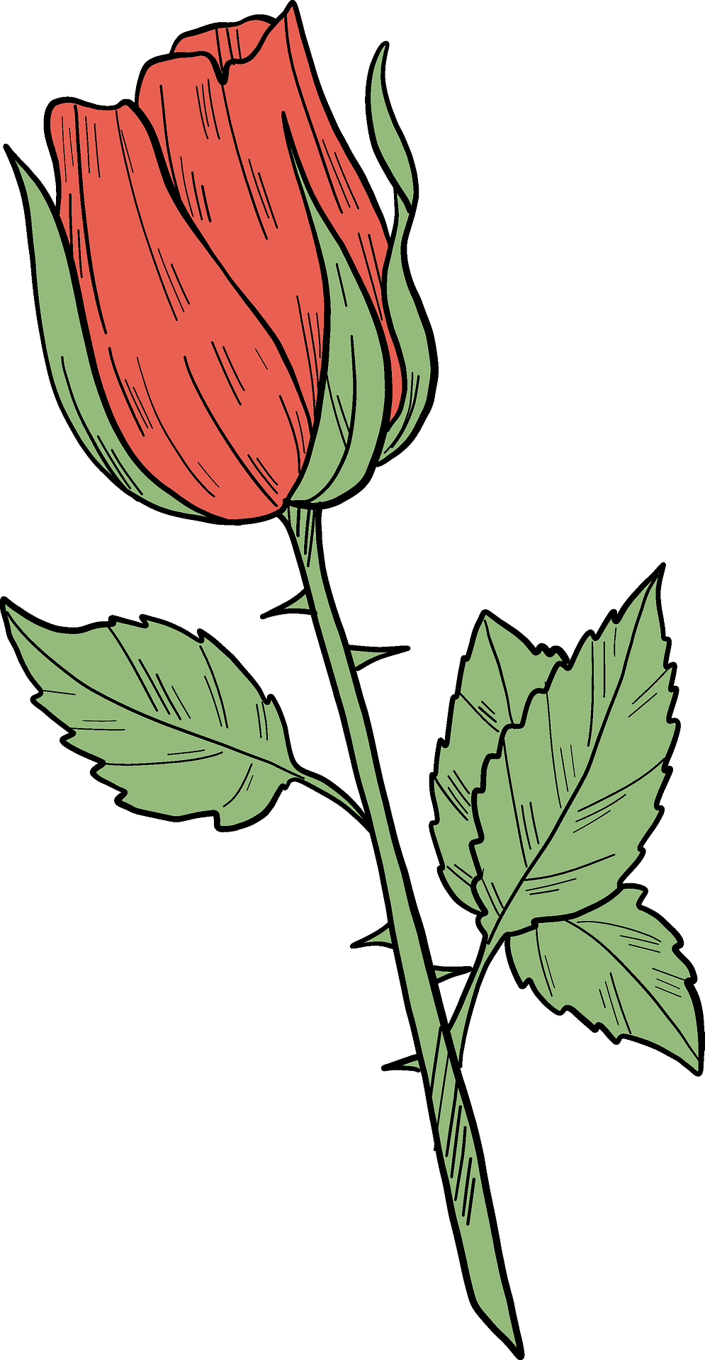 Red Rose Clipart - Rose - Png Download (414x800), Png Download