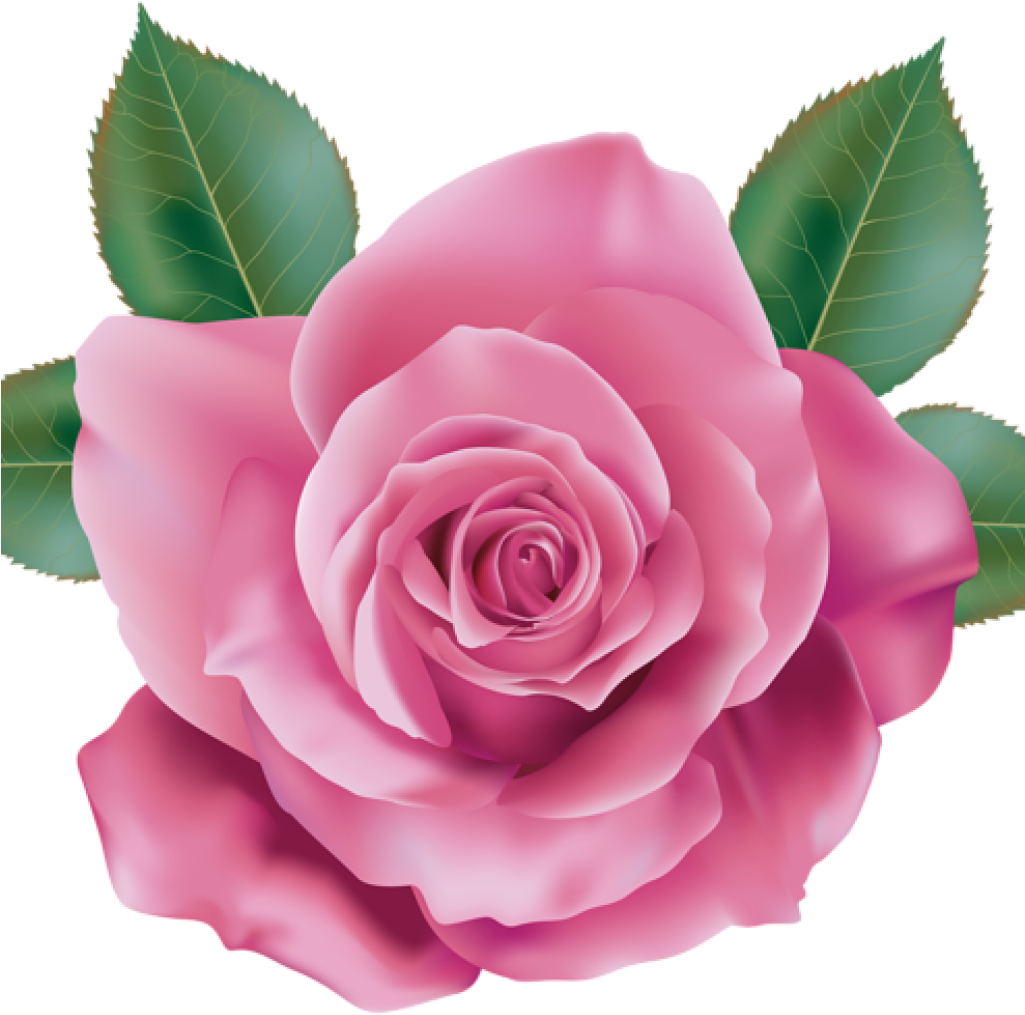 Pink Rose Clipart Rose Clipart Pink Rose Transparent - Png Transparent Background Pink Rose Png Hd (1025x1015), Png Download