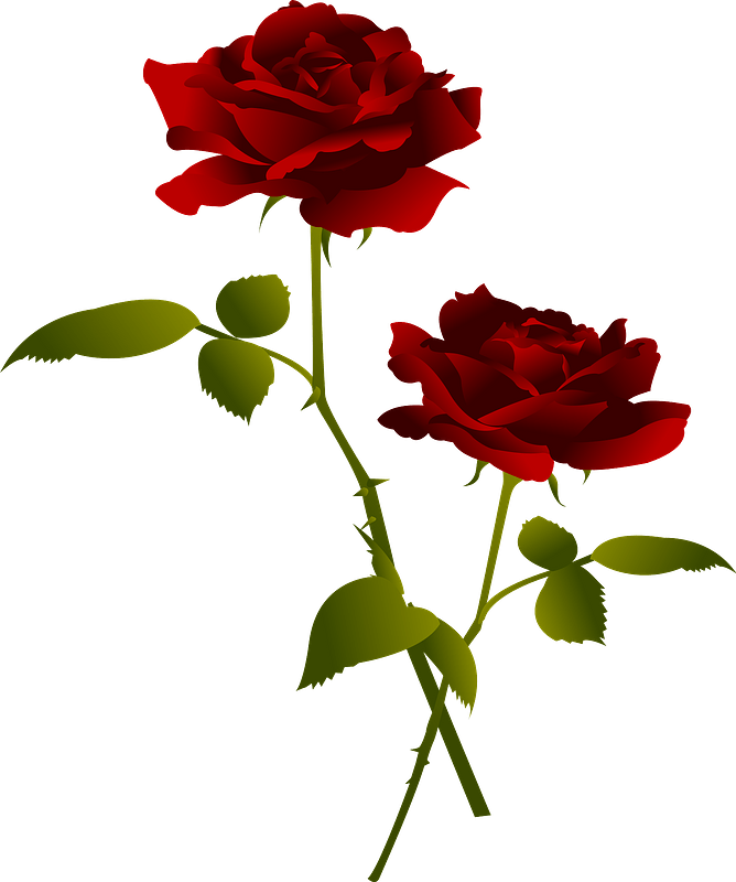 Red Rose Flower Clipart - Rose - Png Download (668x800), Png Download