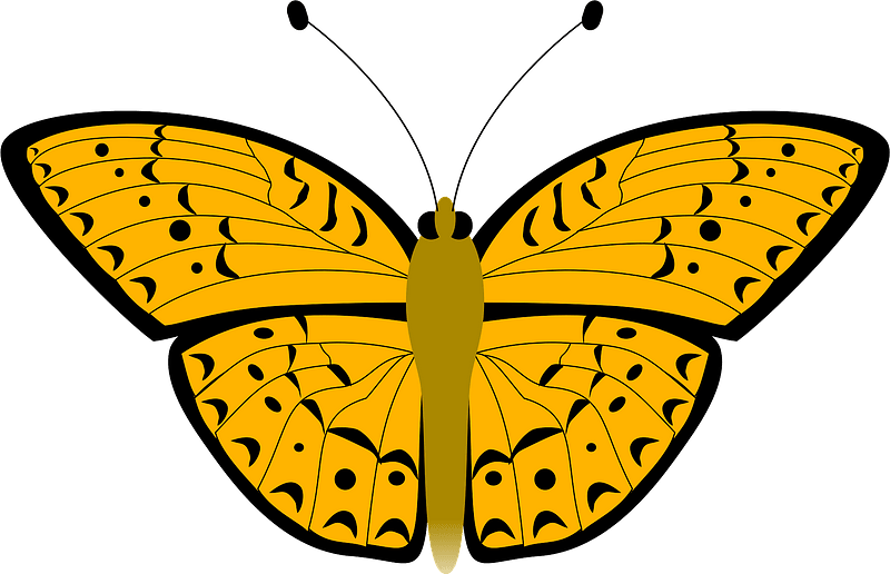 Butterfly Clipart - Kartun Gambar Kupu Kupu - Png Download (800x516), Png Download