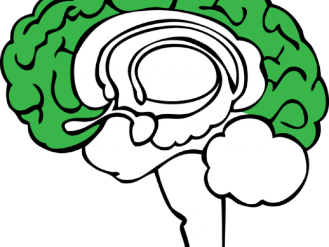 Brain Clipart Plant - Blank Limbic System Diagram - Png Download (640x480), Png Download
