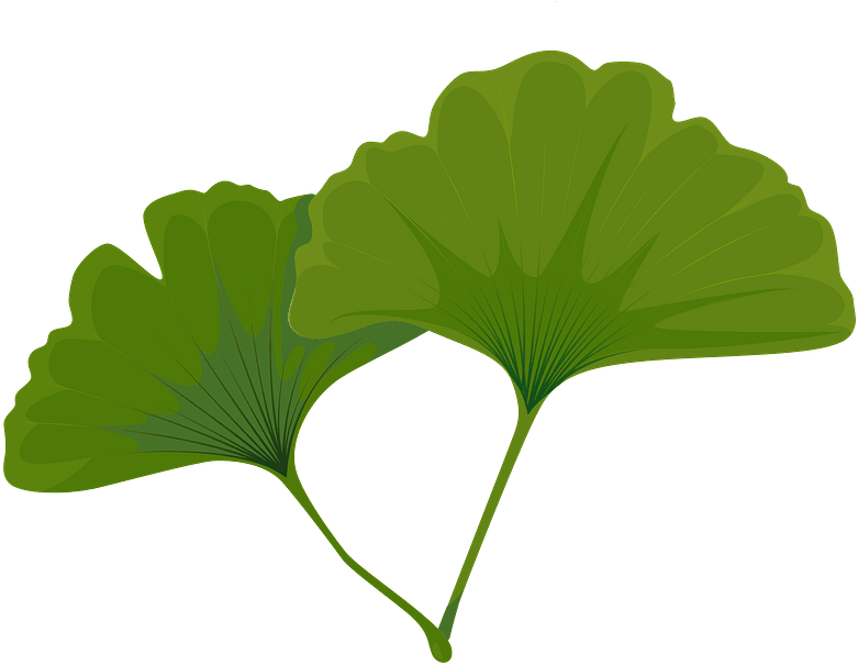 Maidenhair Tree Green Leaf Clipart - Maidenhair Tree - Png Download (800x800), Png Download