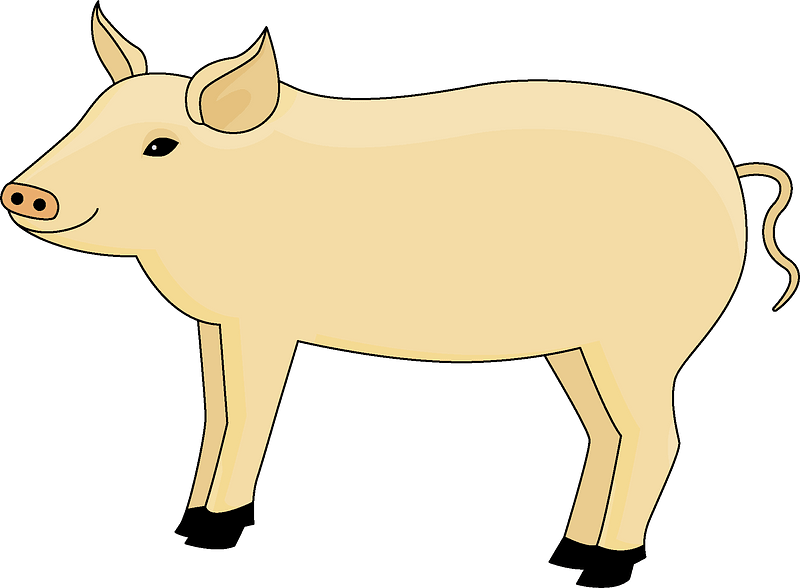 Pig Clipart - Domestic Pig - Png Download (800x588), Png Download