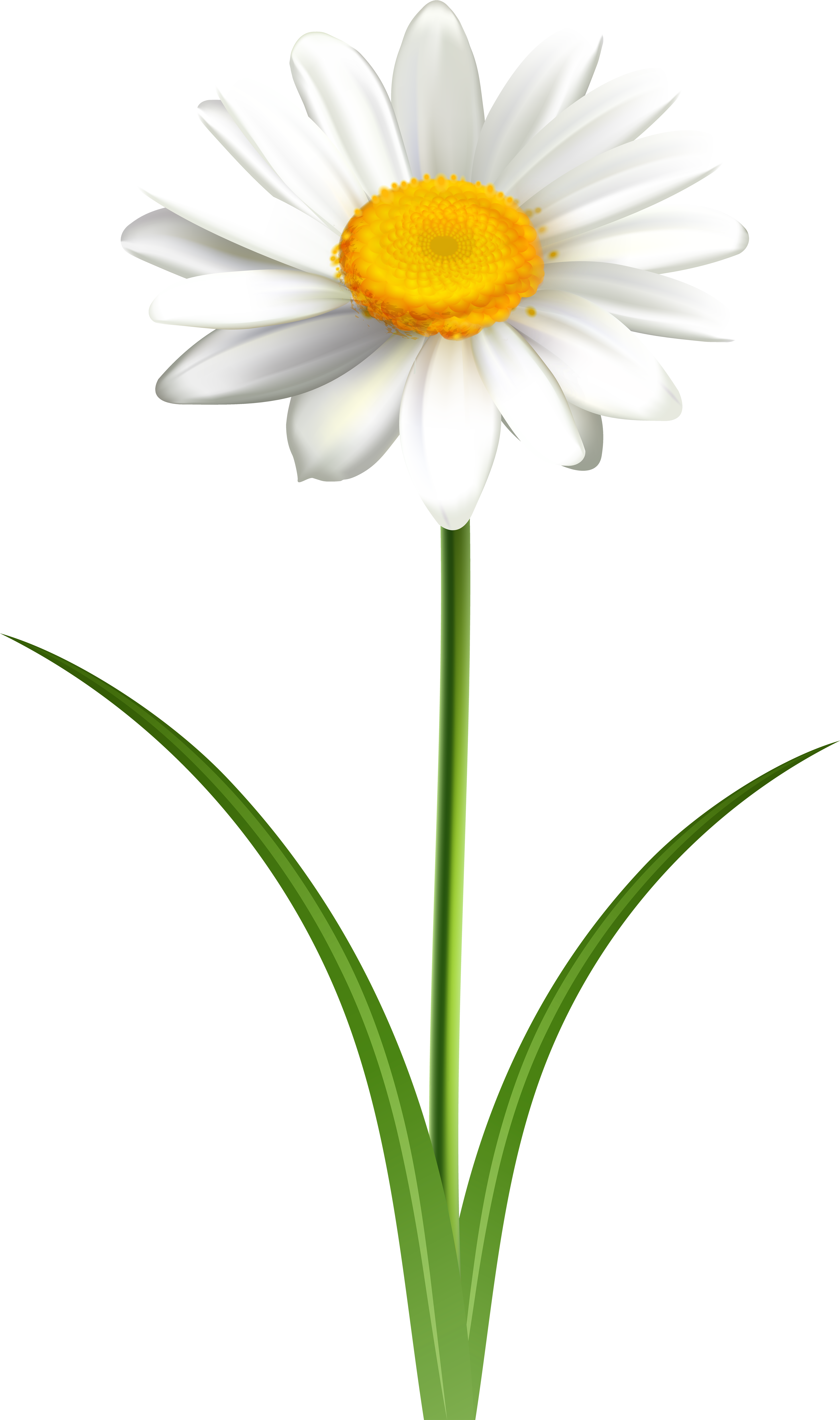 Daisy Vector Png Daisy Clipart Transparent Png Full Size Clipart 5196050 Pinclipart