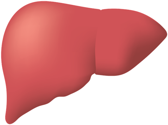 प्रोटीन-रिच डाइट घटाती है आपके लिवर की चर्बी, जानें अभी