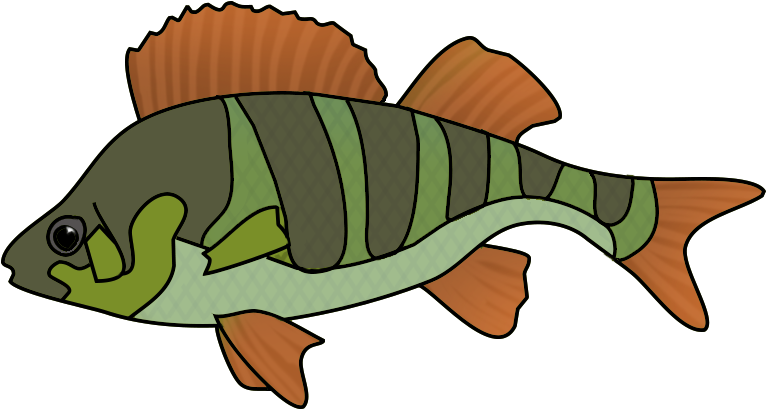 Green Orange Fish Drawing - Fish Drawing Png Clipart (793x430), Png Download