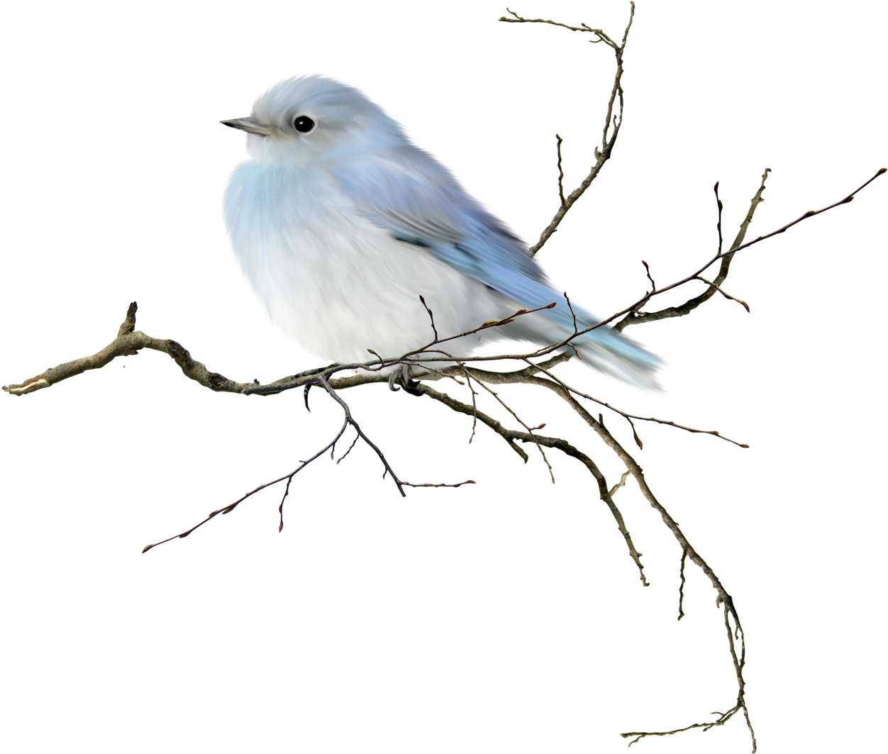 Download Watercolor Birds On A Branch Clipart (#522289) - PinClipart