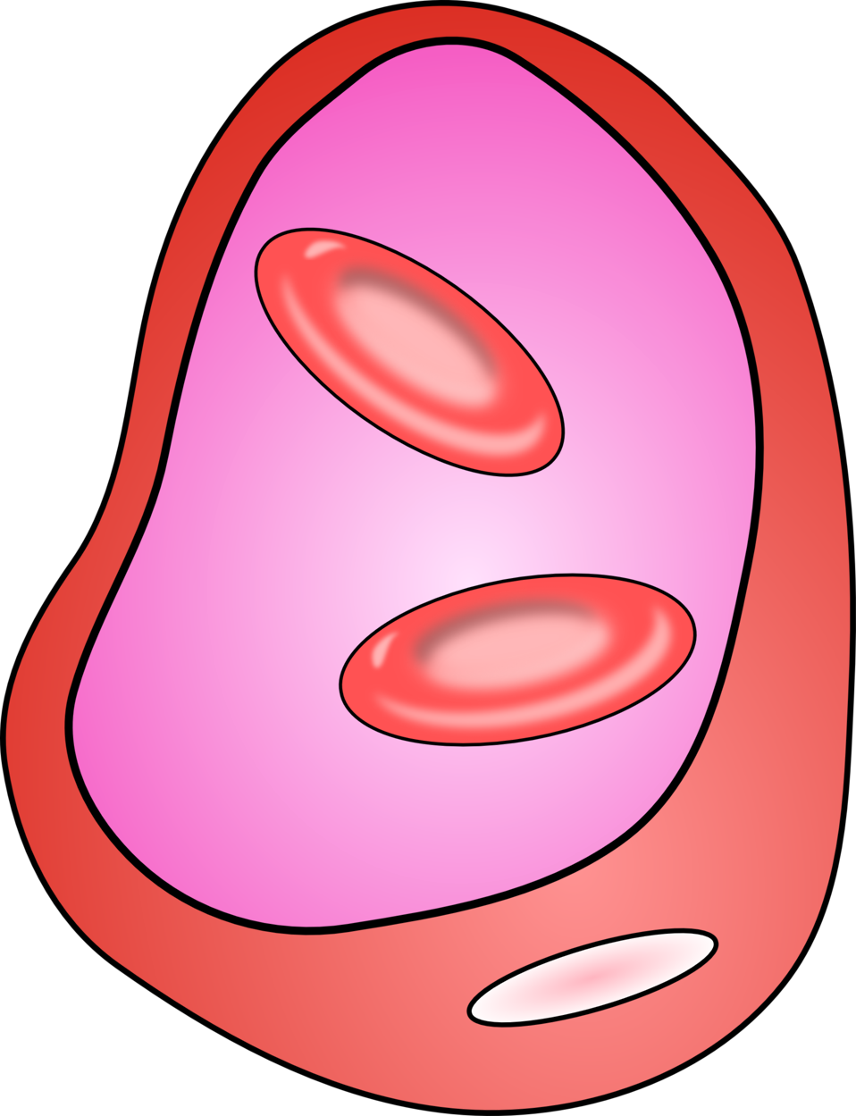 Blood Cell - Cell Clipart - Png Download (614x669), Png Download