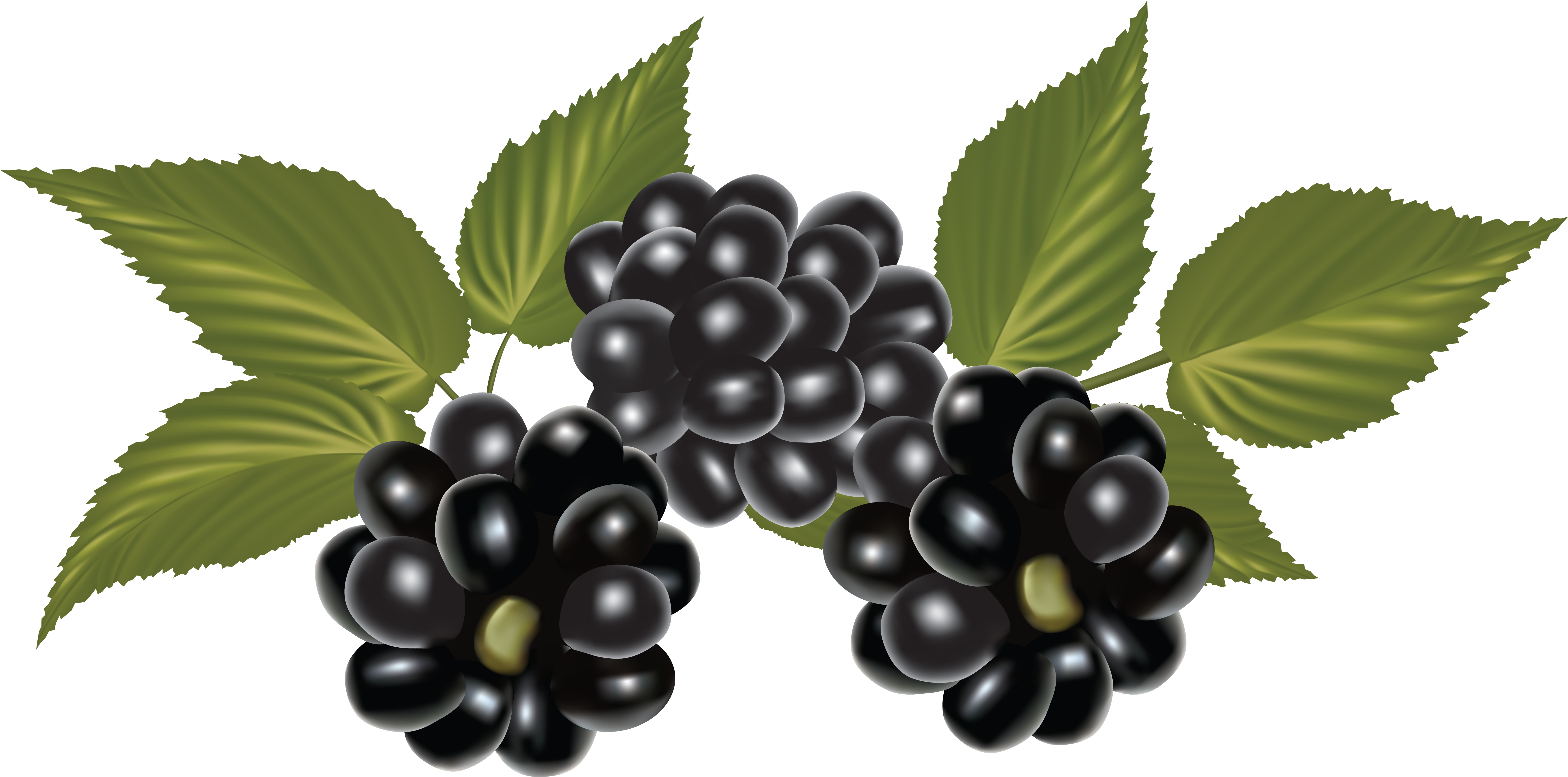 Blackberry, Clip Art, Blackberries, Rich Brunette, - Blackberry Png Fruit Transparent Png (6994x3470), Png Download