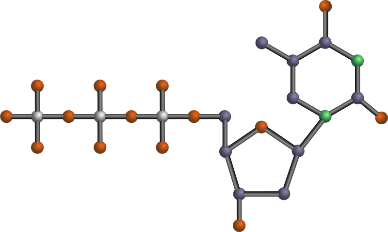 Free Ttp - Nucleotide Clipart - Png Download (800x478), Png Download