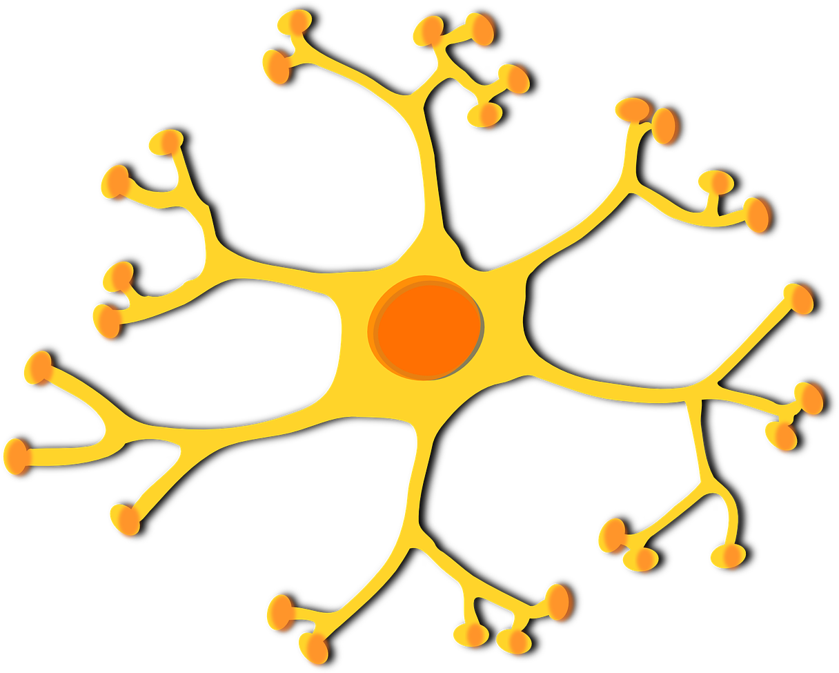 Neuron Clipart Generic - Dendritas De La Neurona - Png Download (640x480), Png Download