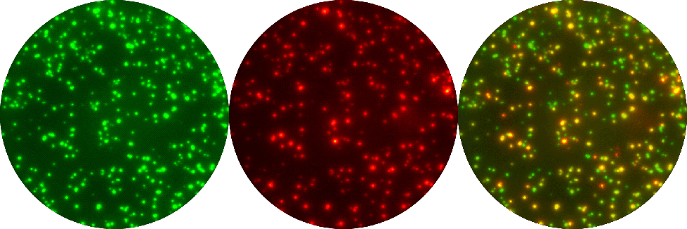 Fluorospot Staining - Fluorospot Clipart (978x326), Png Download