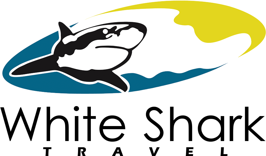 White Shark Travel - White Shark Clipart (1000x541), Png Download