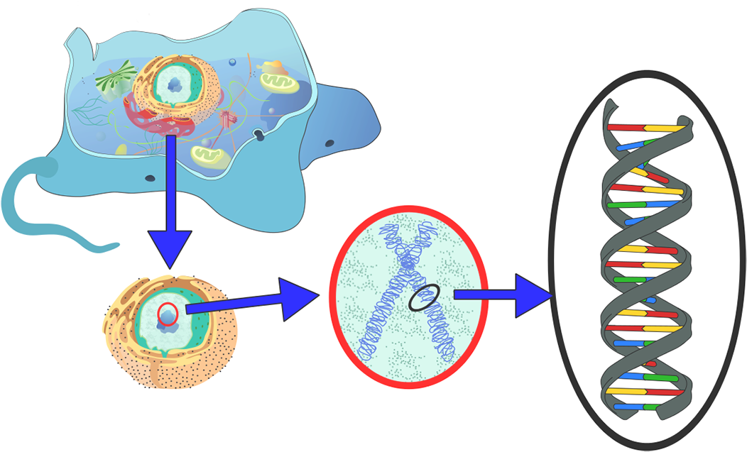 Dna Important To A Cell Clipart (1420x900), Png Download